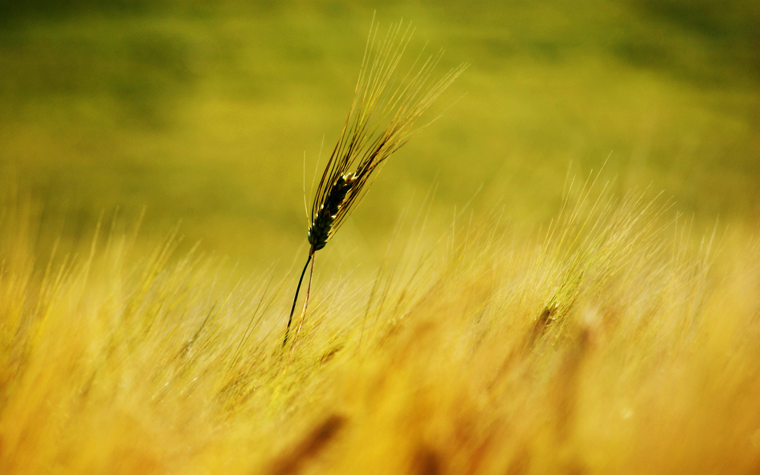paisaje de trigo
